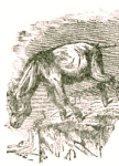 Illustration by  Harrison Weir, John Tenniel and Ernest Griest, 1884.