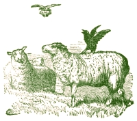 Illustration by  Harrison Weir, John Tenniel and Ernest Griest, 1884.